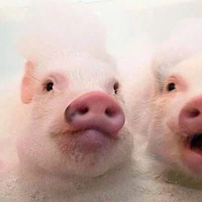 Fawad Chaudhry avatar